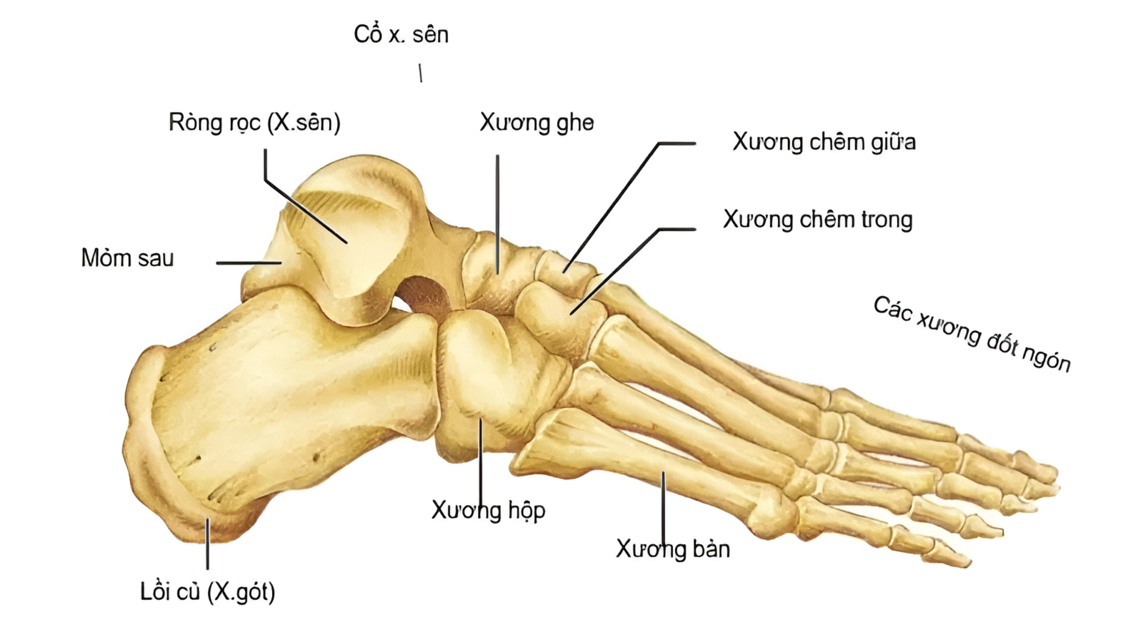 Gãy xương ghe bàn chân